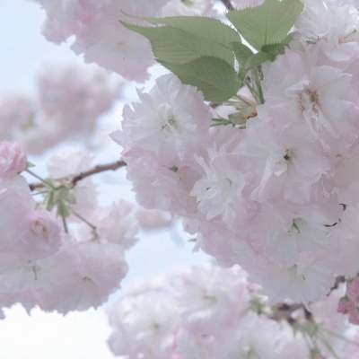 兽设古风元素融合福瑞群